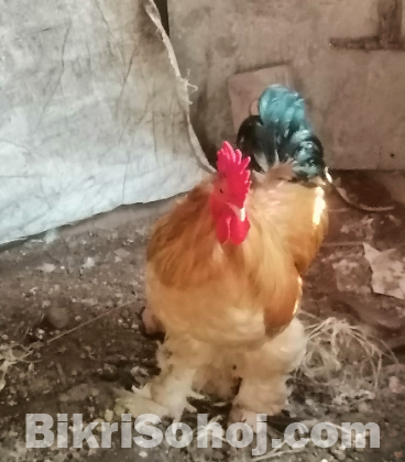 ব্রাহমা মুরগী ও মোরগ